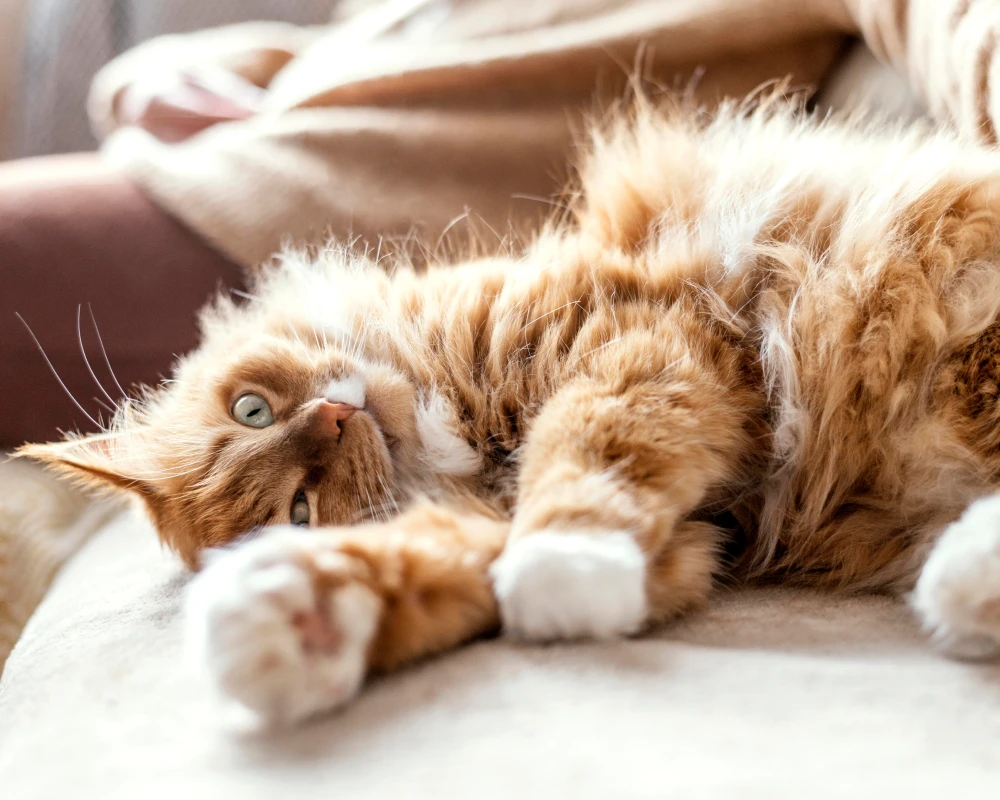 top pets automatic pet feeder